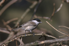 Willow Tit